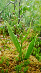 Maianthemum trifolium