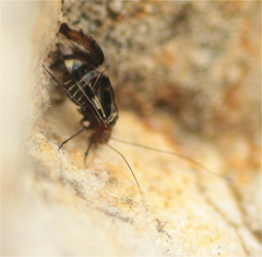 Cerastipsocus trifasciatus