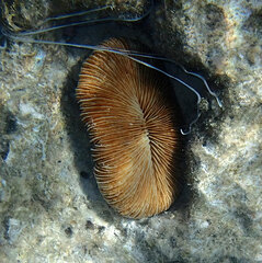 Pleuractis paumotensis