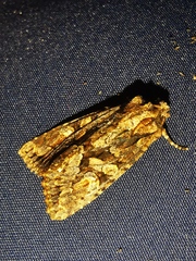 Dryobotodes tenebrosa