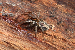 Textrix denticulata