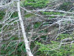 Catharus bicknelli