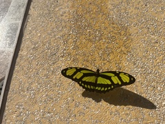 Philaethria dido