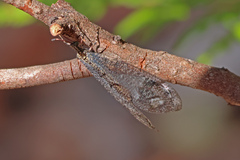 Glenoleon pulchellus