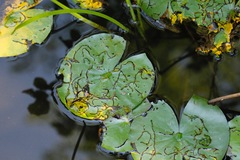 Polypedilum braseniae