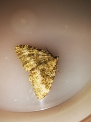 Coenotephria