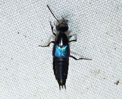 Philonthus caeruleipennis