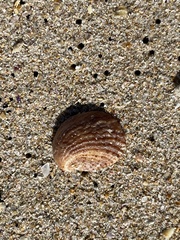 Bostrycapulus pritzkeri