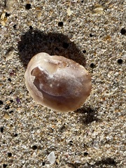 Bostrycapulus pritzkeri