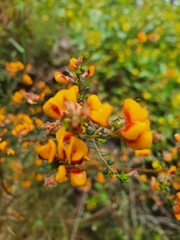 Pultenaea gunnii