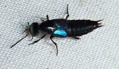 Philonthus caeruleipennis