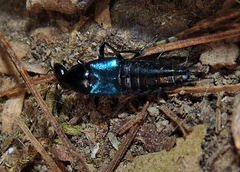 Philonthus caeruleipennis