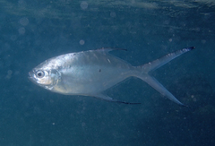 Trachinotus baillonii