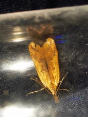 Dichomeris acuminatus