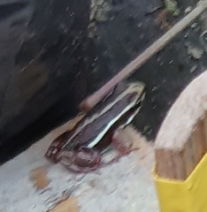 Epipedobates anthonyi