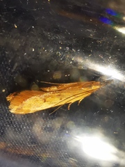 Dichomeris acuminatus