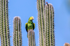 Amazona barbadensis