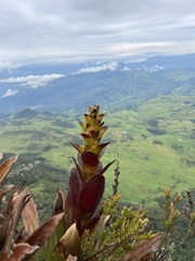 Guzmania