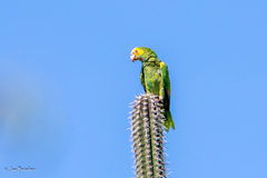 Amazona barbadensis