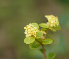 Pimelea flava flava