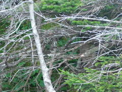 Catharus bicknelli