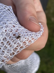 Dicranopalpus larvatus