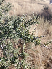 Condalia ericoides