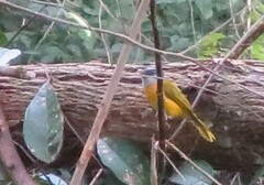 Eucometis penicillata