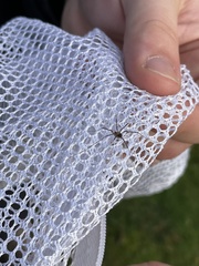Dicranopalpus larvatus