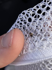 Dicranopalpus larvatus
