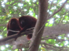 Alouatta seniculus