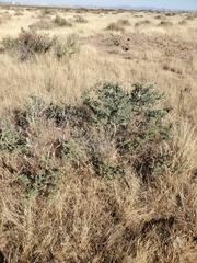 Condalia ericoides
