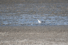 Leucophaeus pipixcan