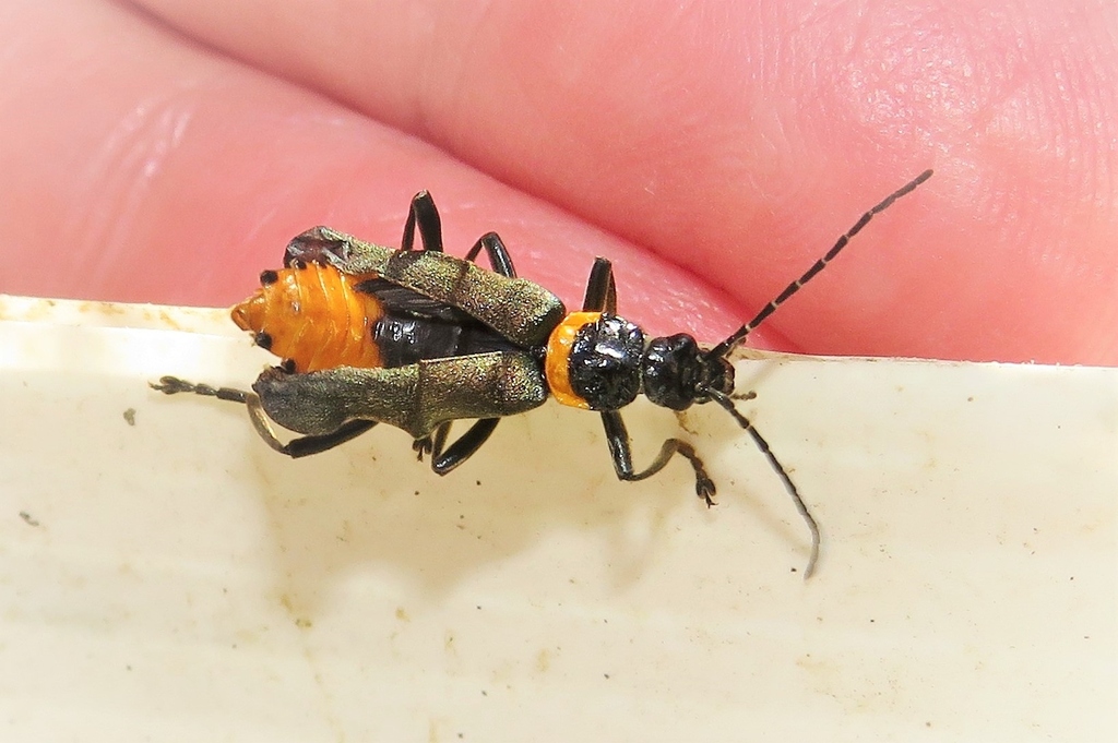 Plague Soldier Beetle from Bega NSW 2550, Australia on November 19