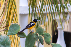 Icterus icterus