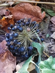 Smilax lasioneura