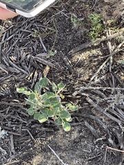 Eriogonum latifolium