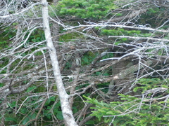 Catharus bicknelli