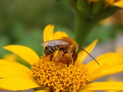 Eumelissodes