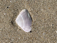 Latona deltoides