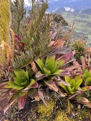 Guzmania