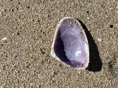 Latona deltoides