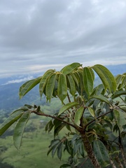 Sciodaphyllum bogotense