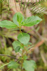 Coprosma hirtella