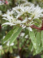 Euphorbia leucocephala