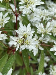 Euphorbia leucocephala