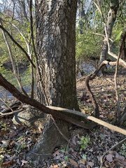 Celtis occidentalis