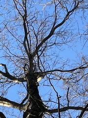 Celtis occidentalis