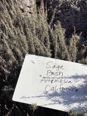Artemisia californica