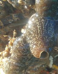 Distaplia bermudensis